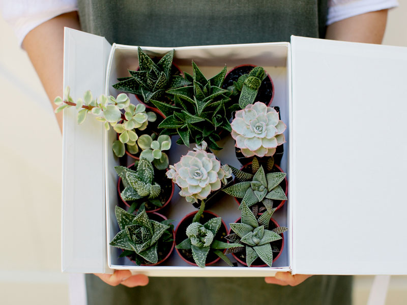 Biophillia-Interior-Design-Plants-in-a-Box-Succulents